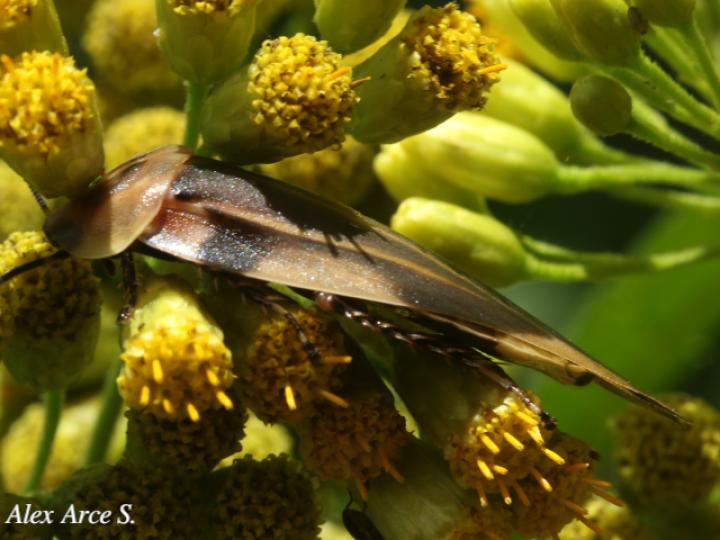 Achroblatta luteola