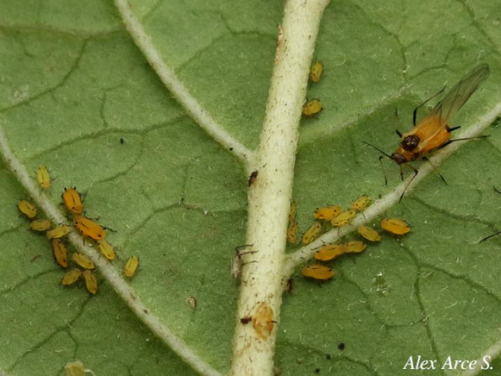 Aphis nerii