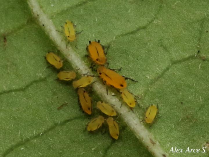 Aphis nerii