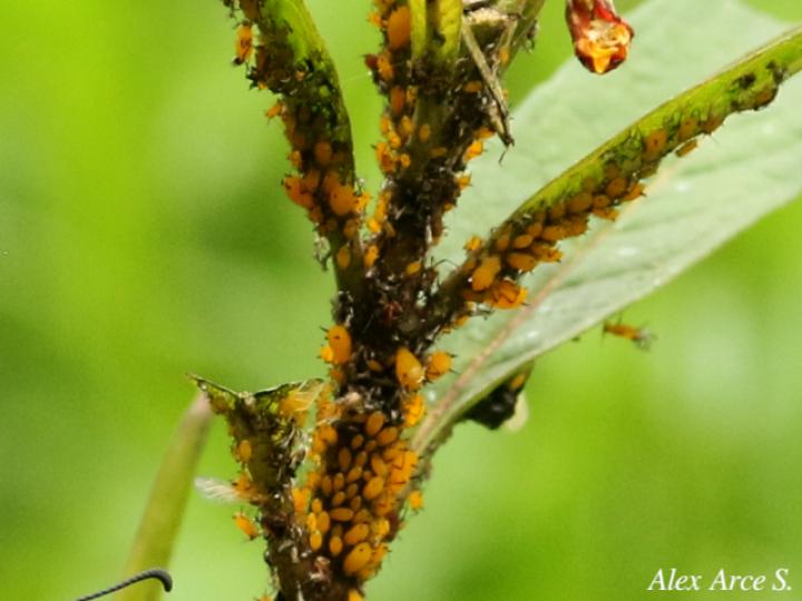 Aphis nerii