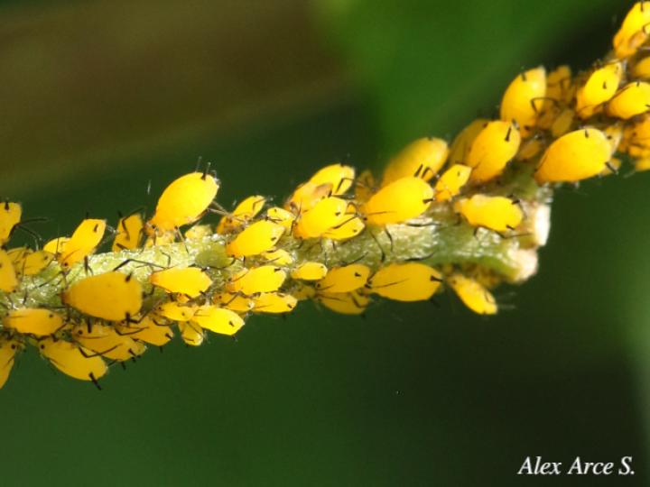 Aphis nerii