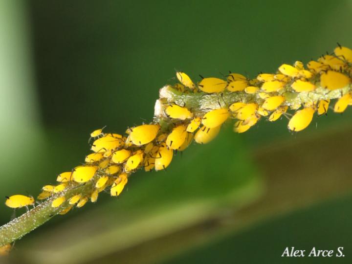 Aphis nerii