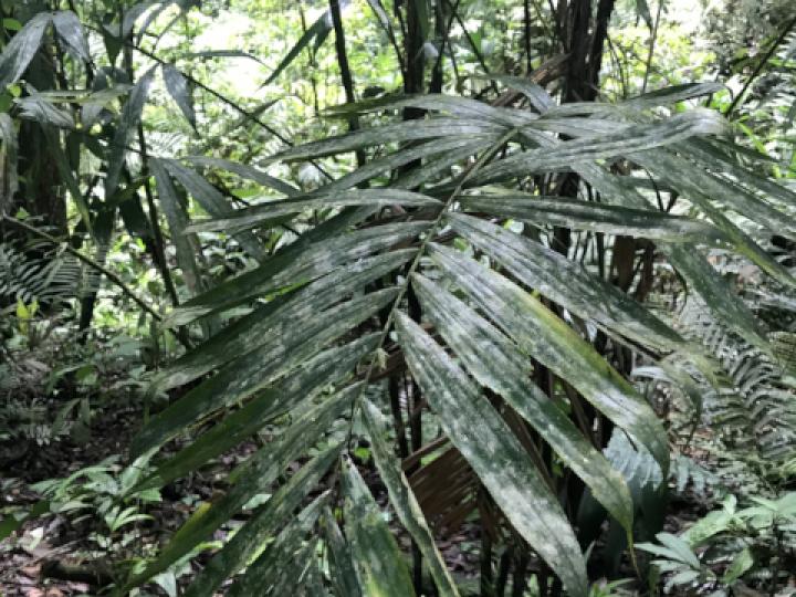 Bactris gracilior