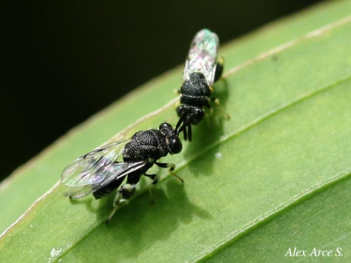 Brachymeria sp