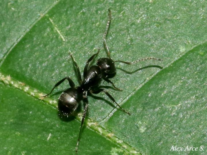 Camponotus novogranadensis