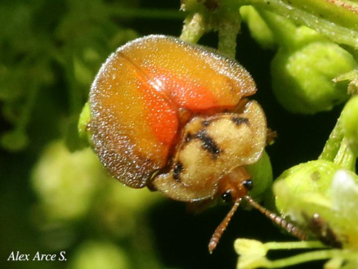 Chelymorpha sp1