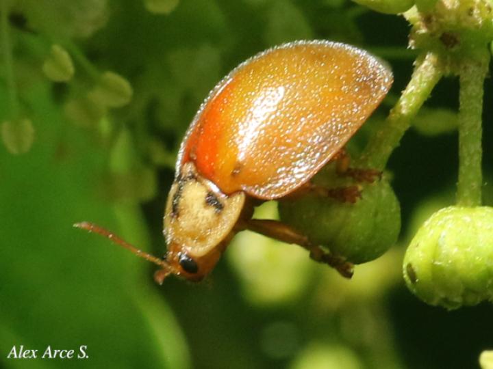 Chelymorpha sp1