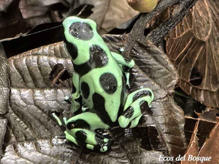 Dendrobates auratus (Rana venenosa verde y negra)