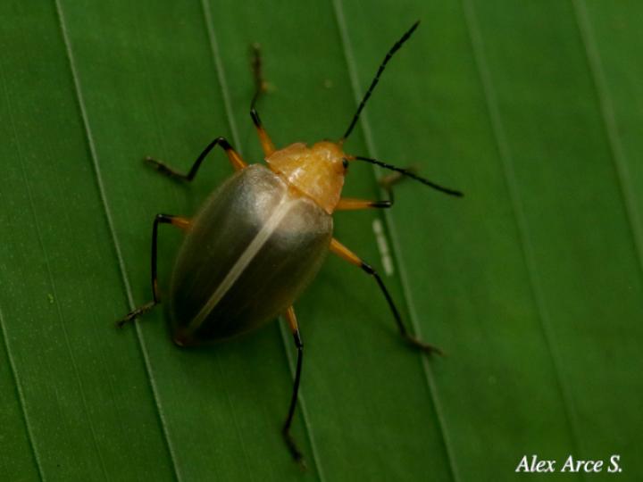 Ellipticus duponcheli