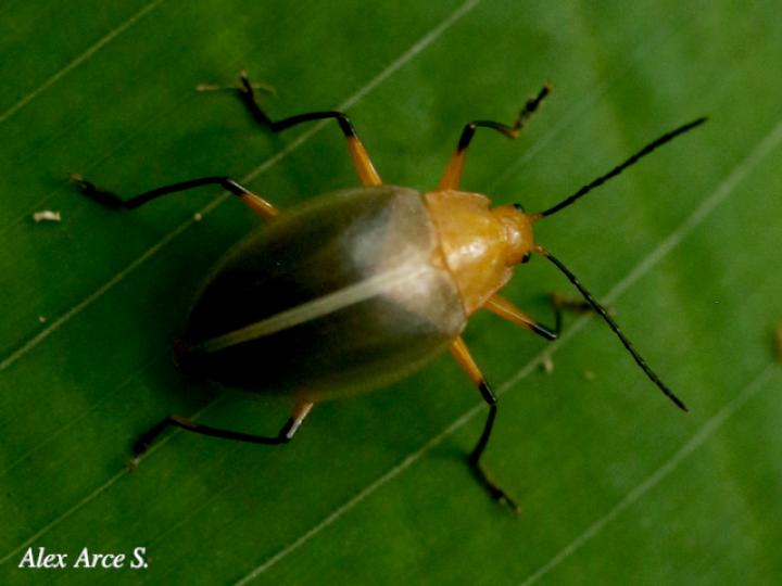 Ellipticus duponcheli