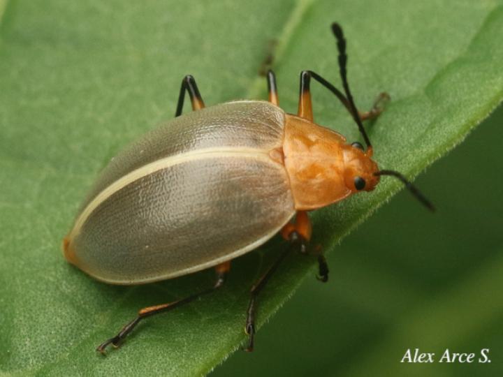 Ellipticus duponcheli