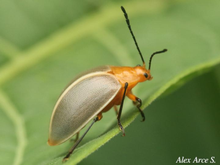 Ellipticus duponcheli