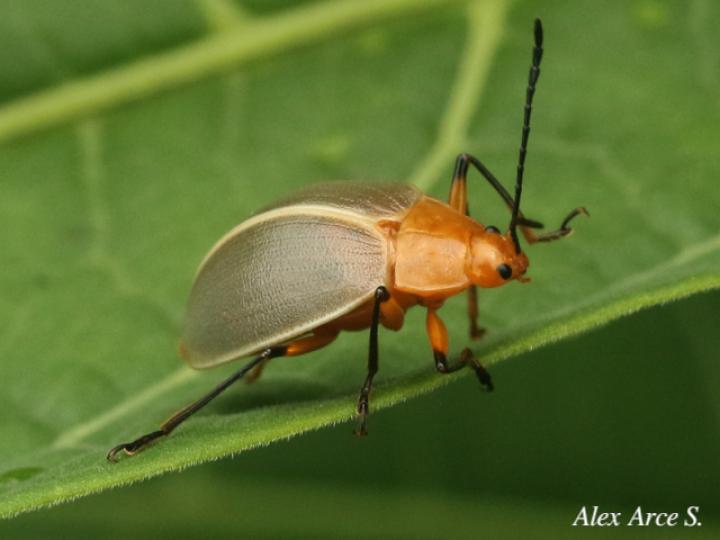 Ellipticus duponcheli