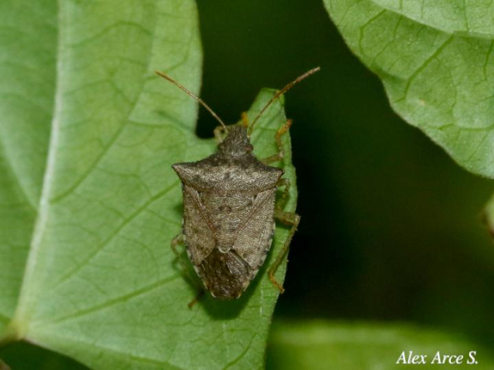 Euschistus servus