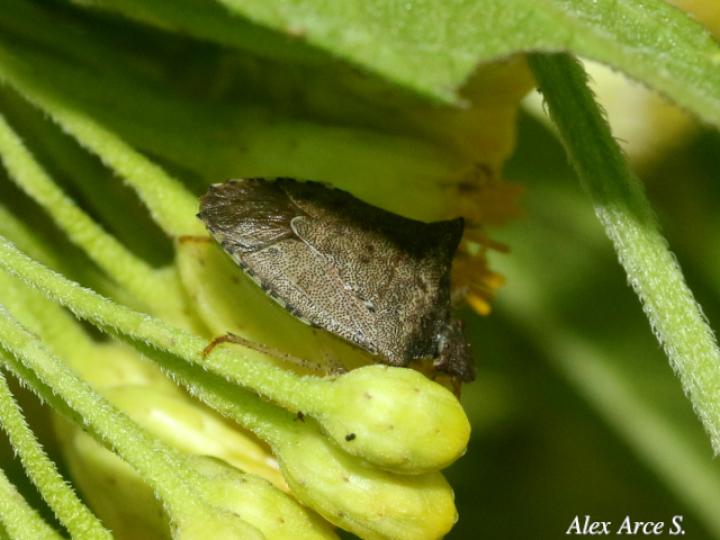 Euschistus servus