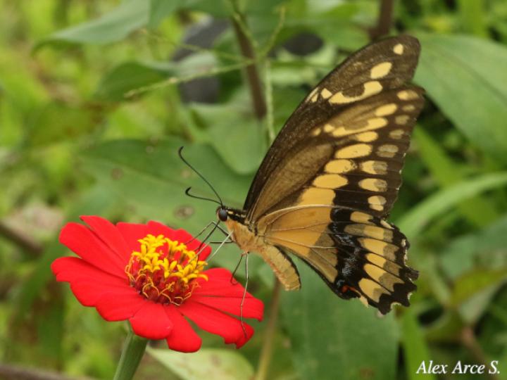 Heraclides thoas nealces