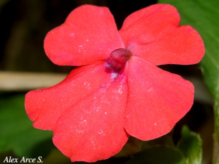 Impatiens walleriana