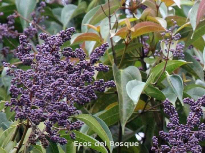 Miconia minutiflora