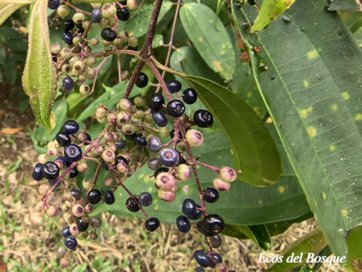 Miconia minutiflora