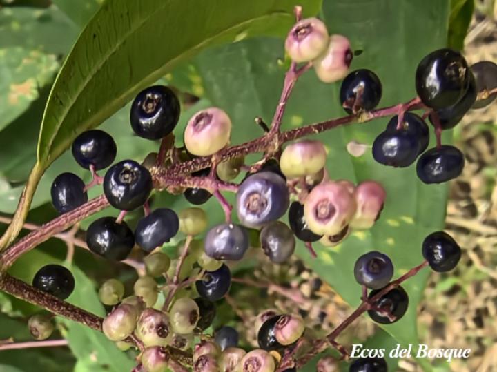 Miconia minutiflora
