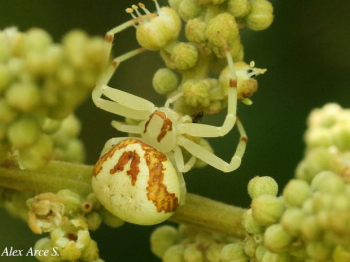 Misumessus quinteroi