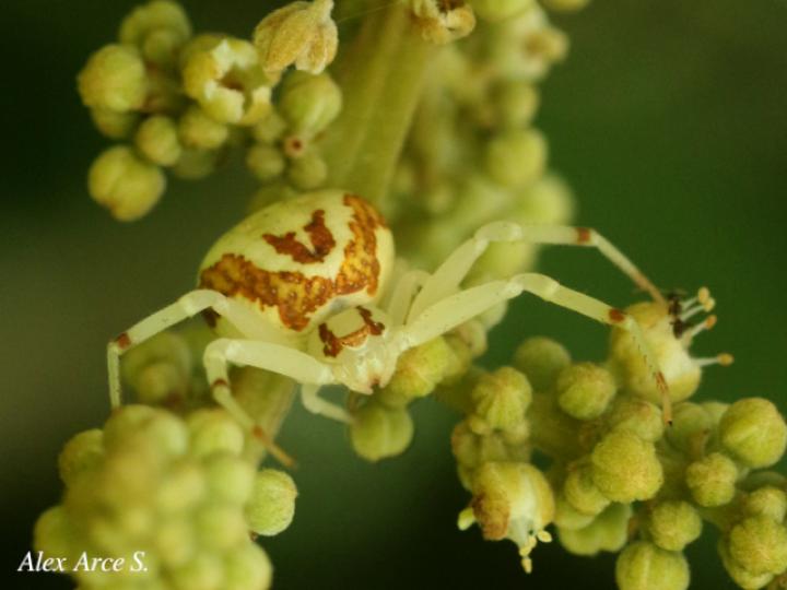 Misumessus quinteroi