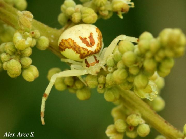 Misumessus quinteroi