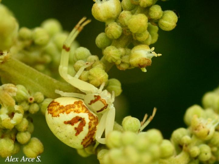 Misumessus quinteroi