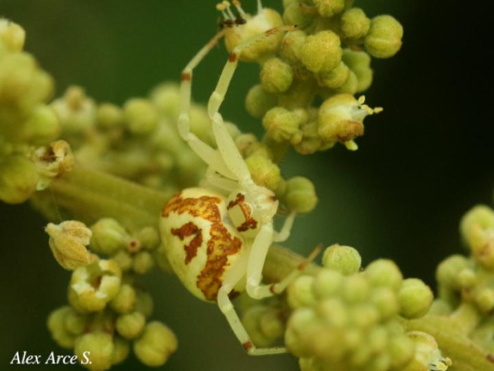 Misumessus quinteroi