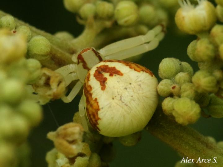 Misumessus quinteroi