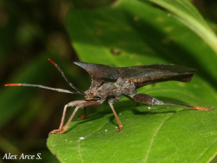 Mozena lurida (Chinche pata de hoja)