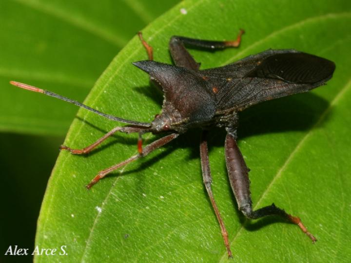 Mozena lurida (Chinche pata de hoja)