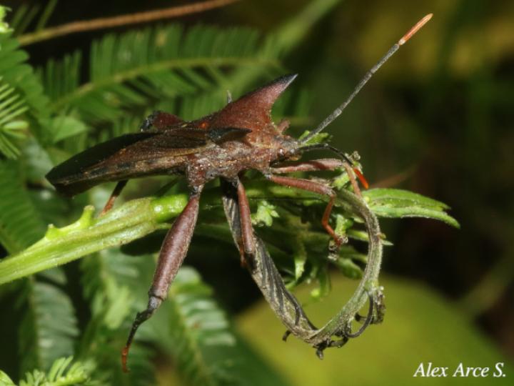 Mozena lurida (Chinche pata de hoja)