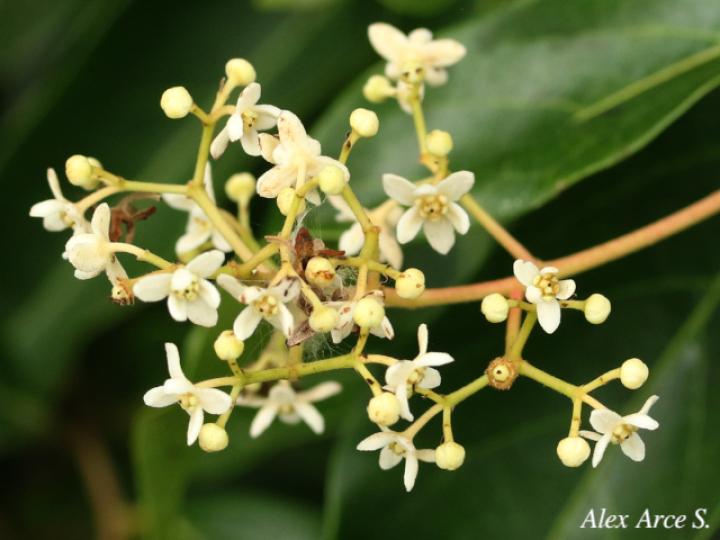 Nectandra umbrosa