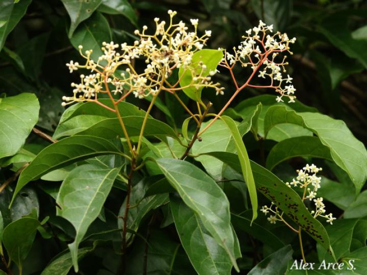 Nectandra umbrosa