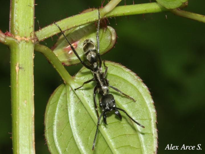 Neoponera apicalis