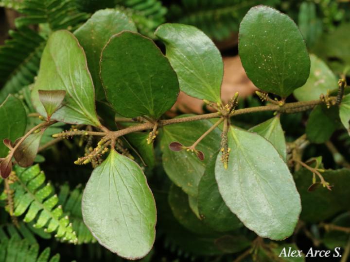 Oryctanthus spicatus
