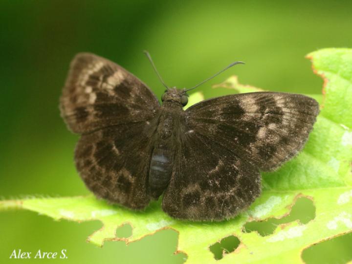 Ouleus salvina
