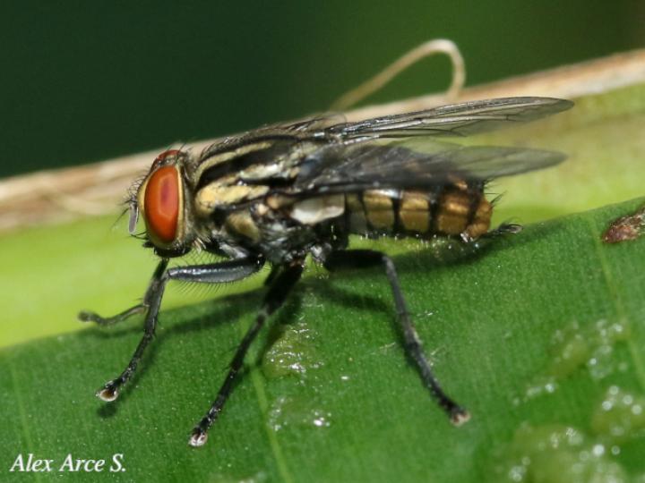 Oxysarcodexia varia
