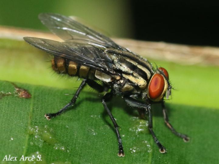 Oxysarcodexia varia