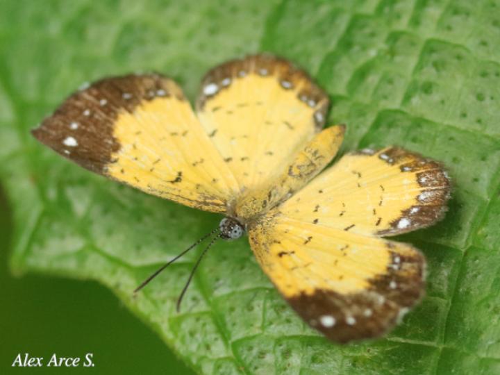 Parvospila cilissa