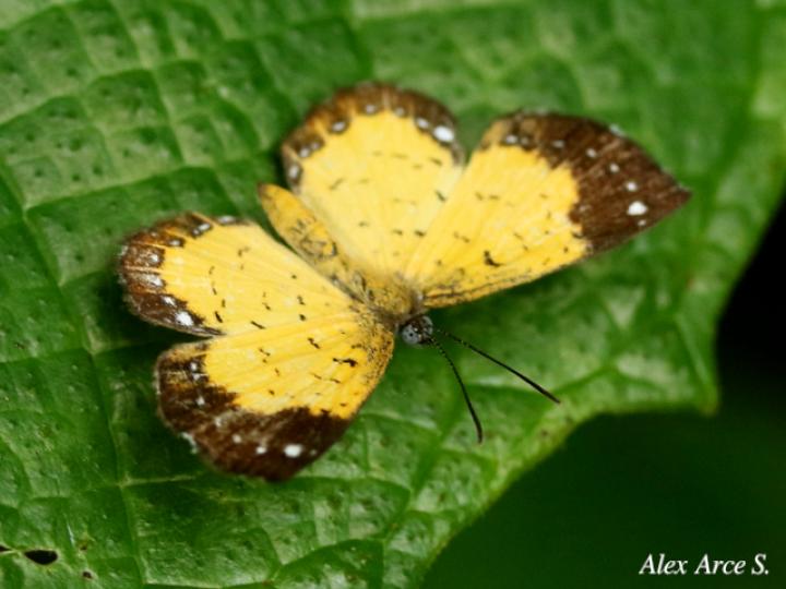 Parvospila cilissa