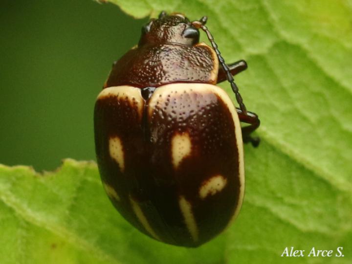 Platyphora spectabilis