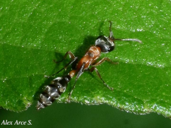 Pseudomyrmex gracilis