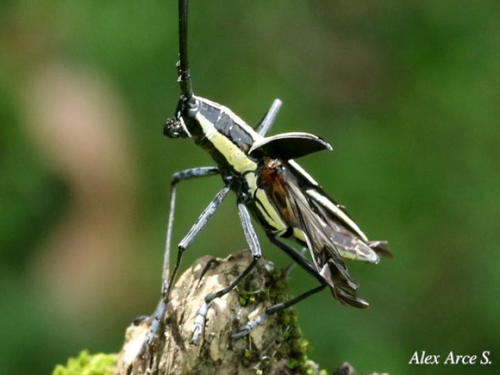 Ptychodes politus