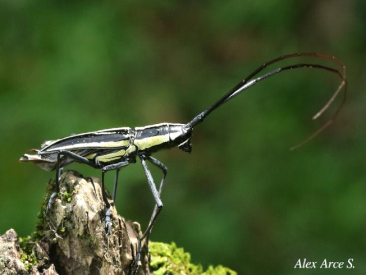 Ptychodes politus