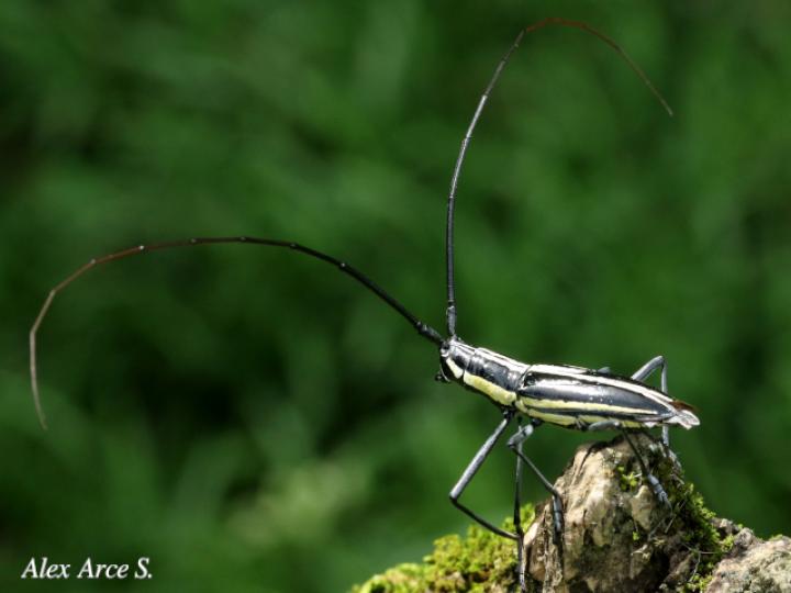 Ptychodes politus
