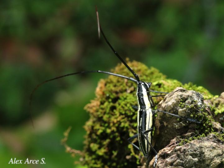 Ptychodes politus