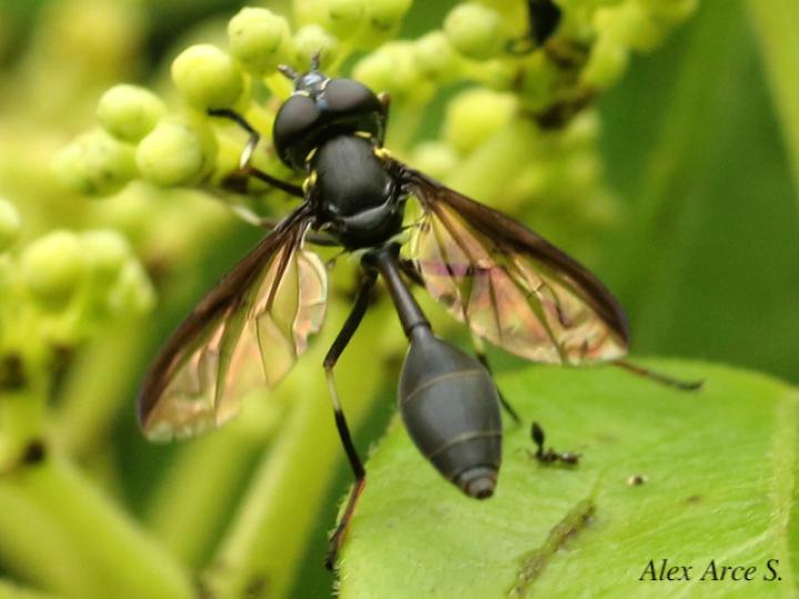 Salpingogaster nigra