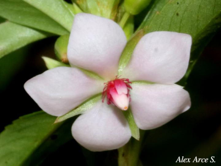 Sauvagesia erecta